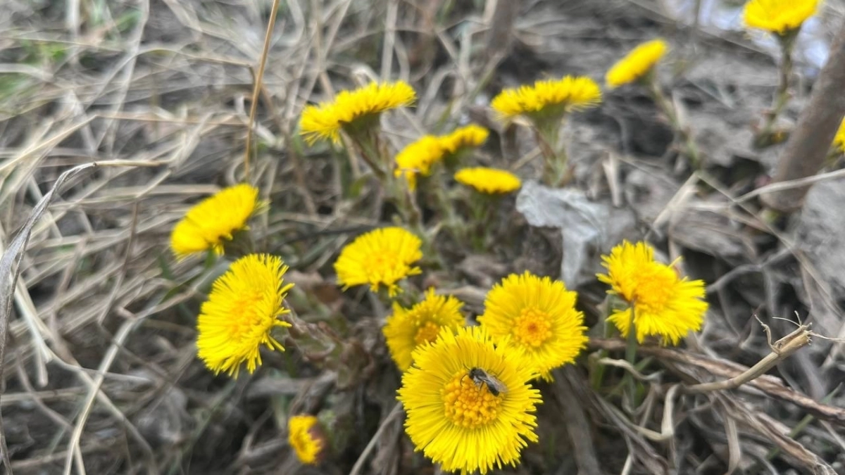 В Московской области ожидаются заморозки до -2°C и ветер: погода в регионе 13 апреля