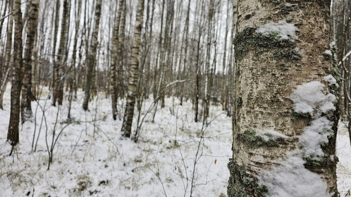 Жителям Подмосковья напомнили о правилах сбора берёзового сока