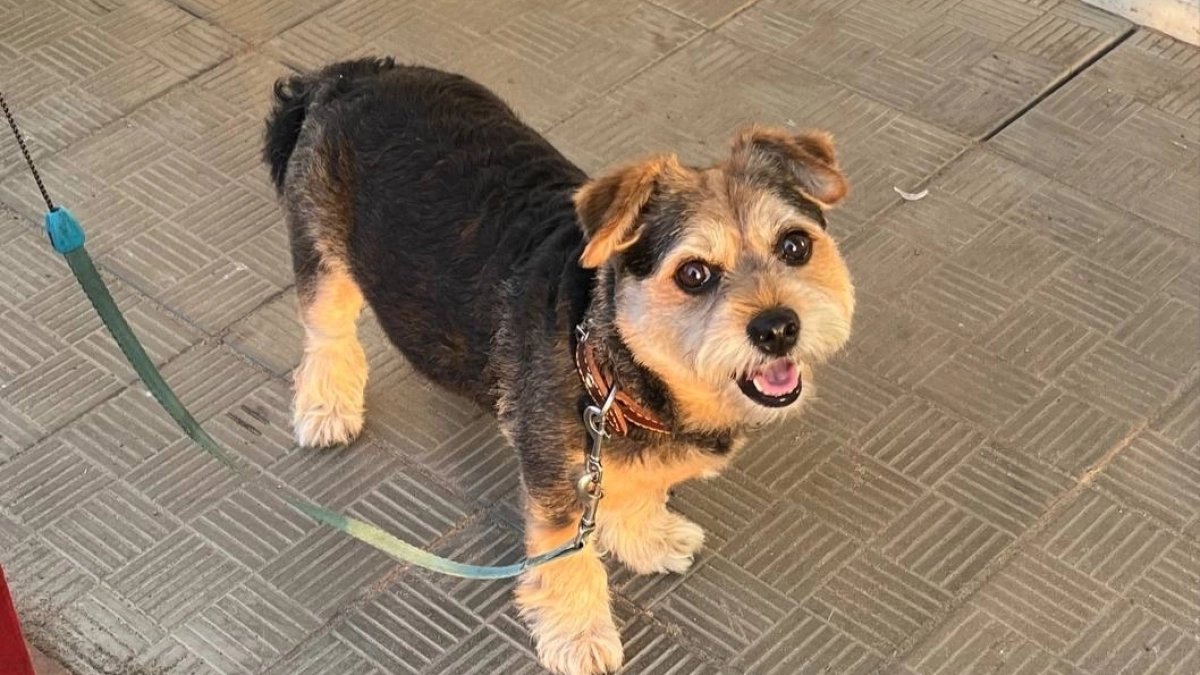 В Подмосковье ветеринары вакцинировали от опасных инфекций более 68 тысяч питомцев