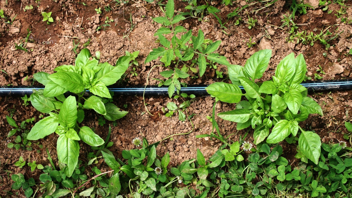 Стоп, сорняки — супер-классный лайфхак, который остановит рост сорняков и спасет вас от вечной прополки