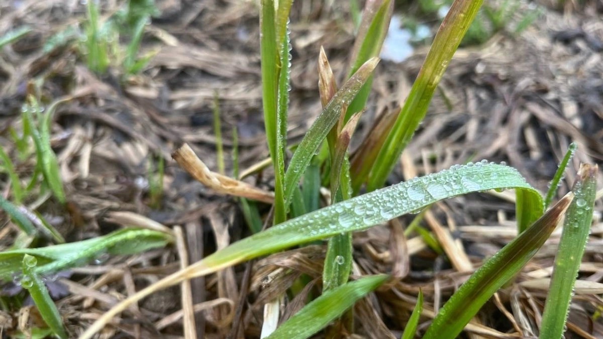 В Московской области ожидаются дожди и ветер: погода в регионе 15 апреля