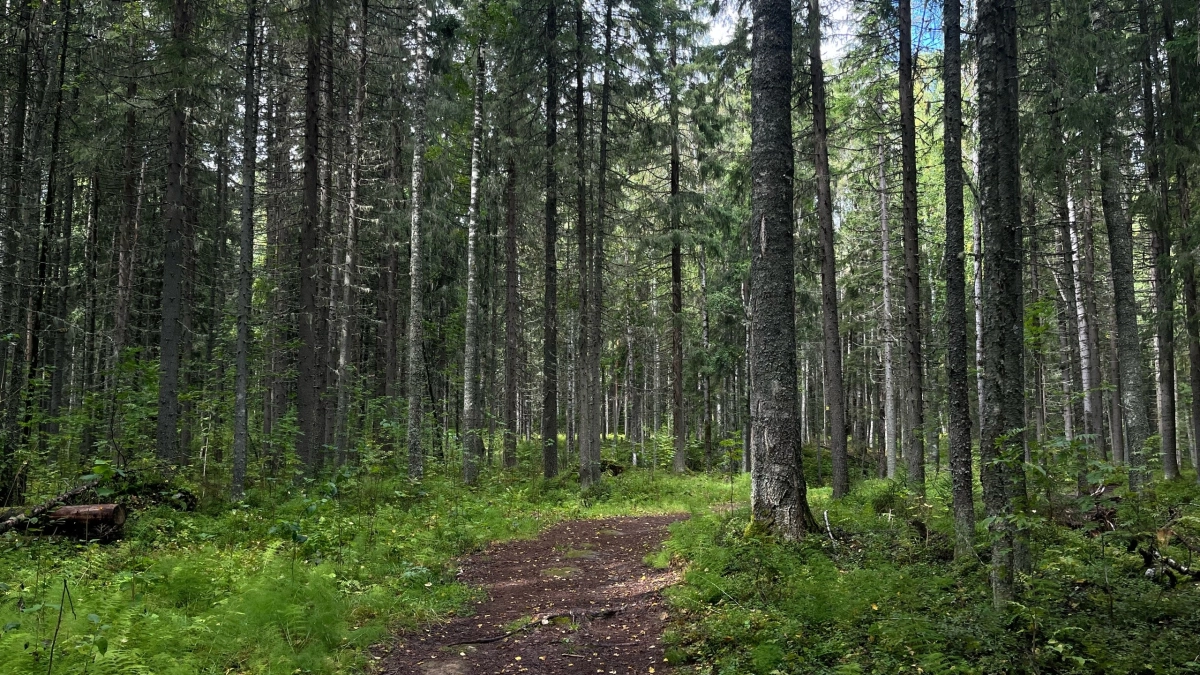 В Московской области искусственный интеллект поможет тушить лесные возгорания