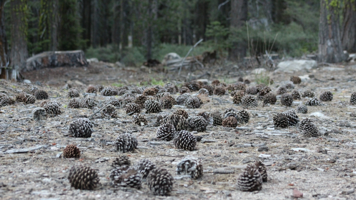 Все нос воротят, а я собираю - 4 хитрости с шишками в огороде