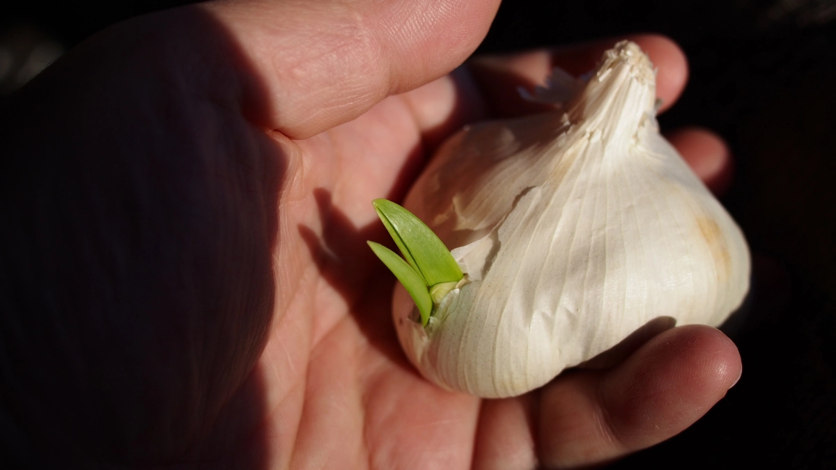 Чеснок попрёт как сумасшедший: всего 20 г на ведро воды в апреле — и грядка превратится в джунгли