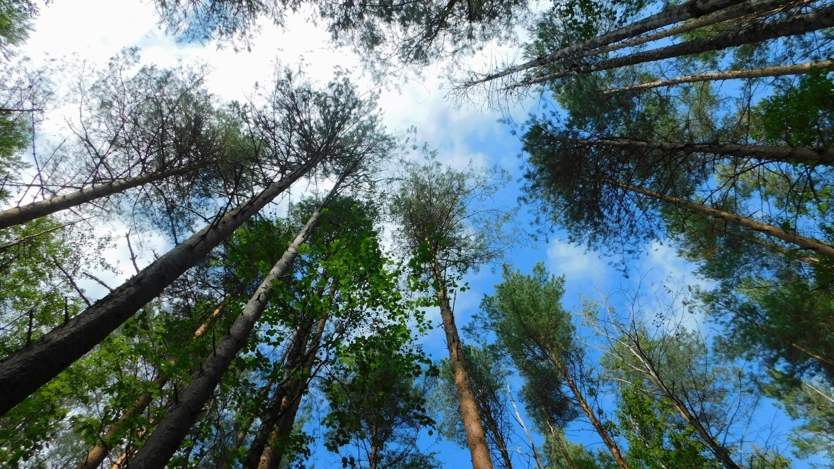 В Наро-Фоминском лесничестве начали готовиться к пожароопасному сезону