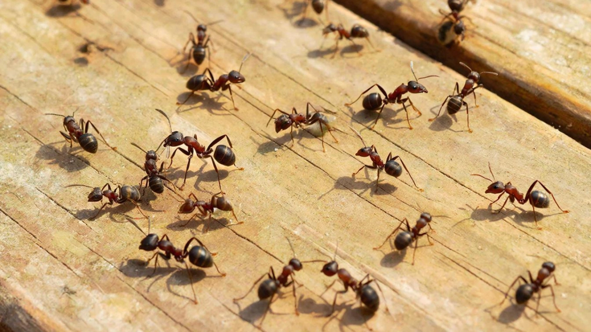 Как избавиться от назойливых муравьёв без химии: эффективные методы за копейки