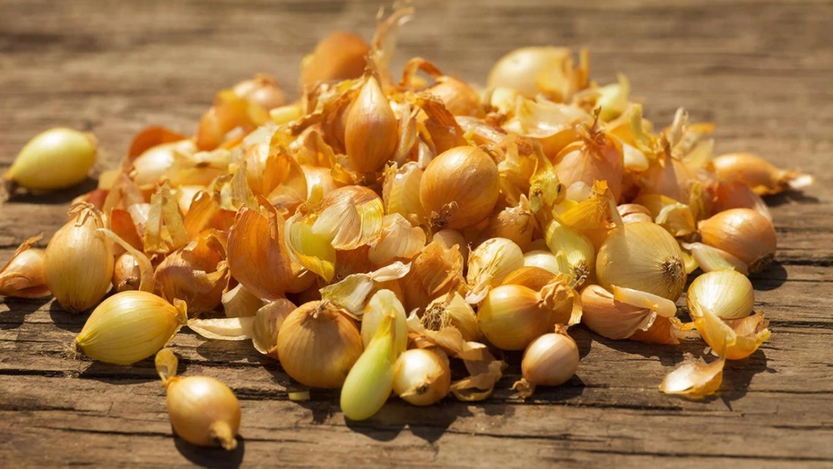 Как заставить лук расти крупным и здоровым: три хитрости без лишних затрат и усилий