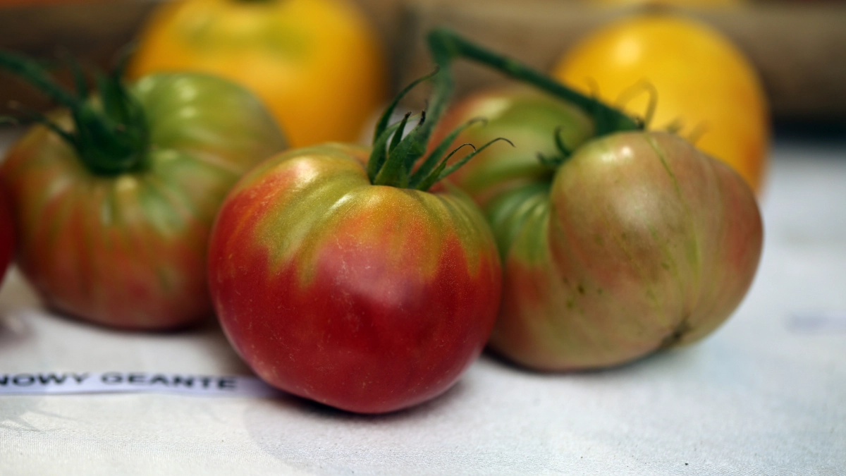 Седьмой год поливаю так томаты - 1 зубчик в воду, и фитофторы нет весь год