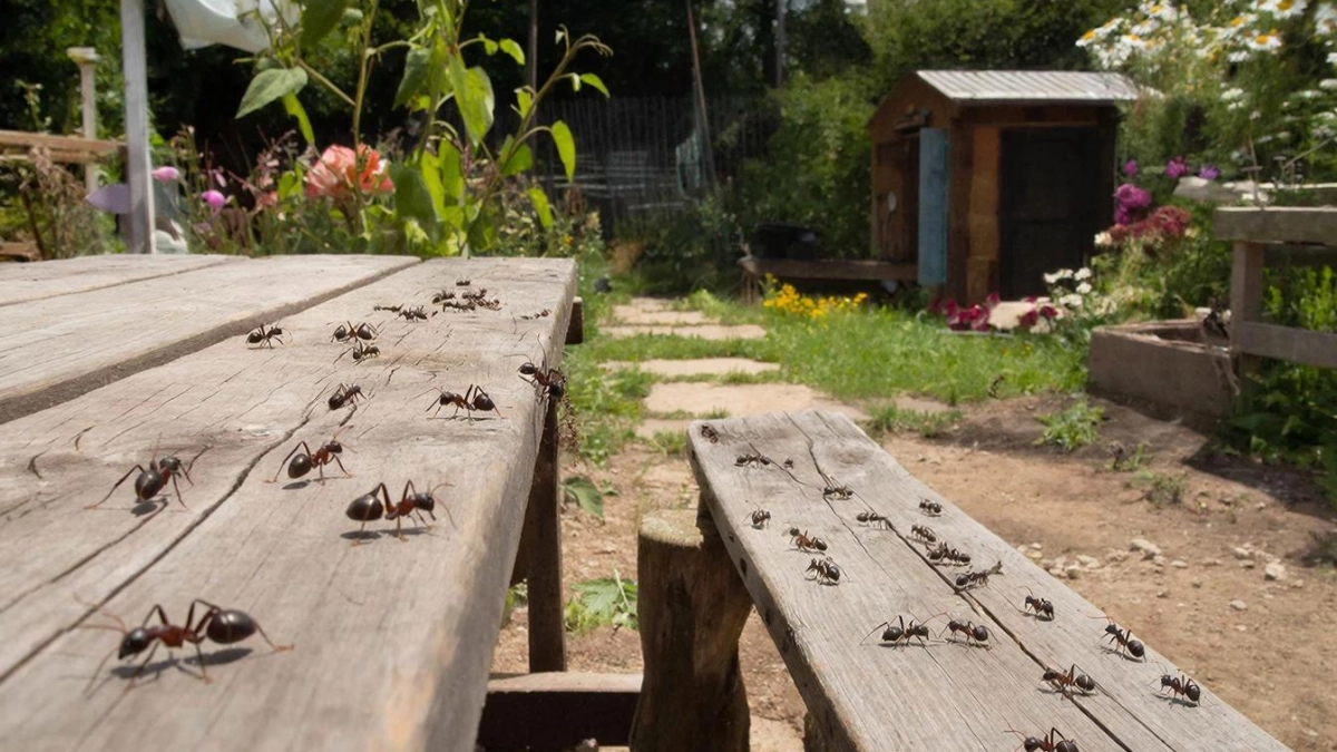 Одна ложка в лейку - и муравьи сбегут с участка: совет от ярославской дачницы