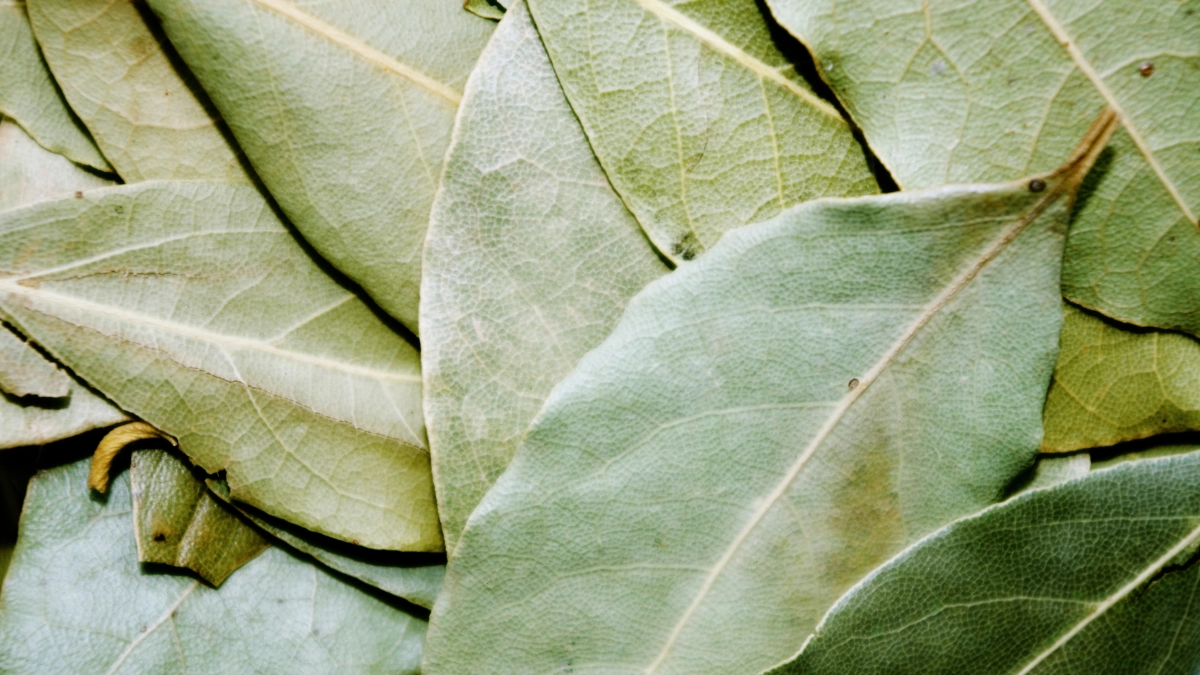 Дома вечерами всегда поджигаю лавровый лист: хитрость предков помогает безотказно