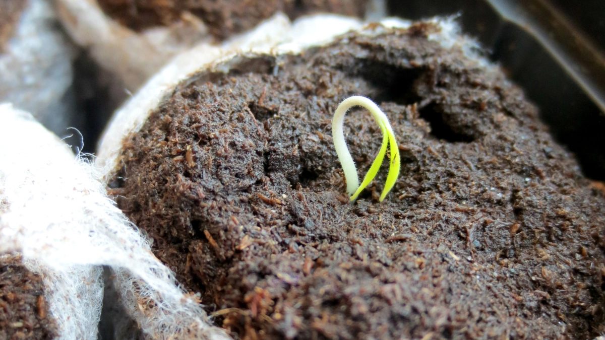 Сладкие перчики крепнут от такой подкормки — 1 рецепт насытит калием и фосфором