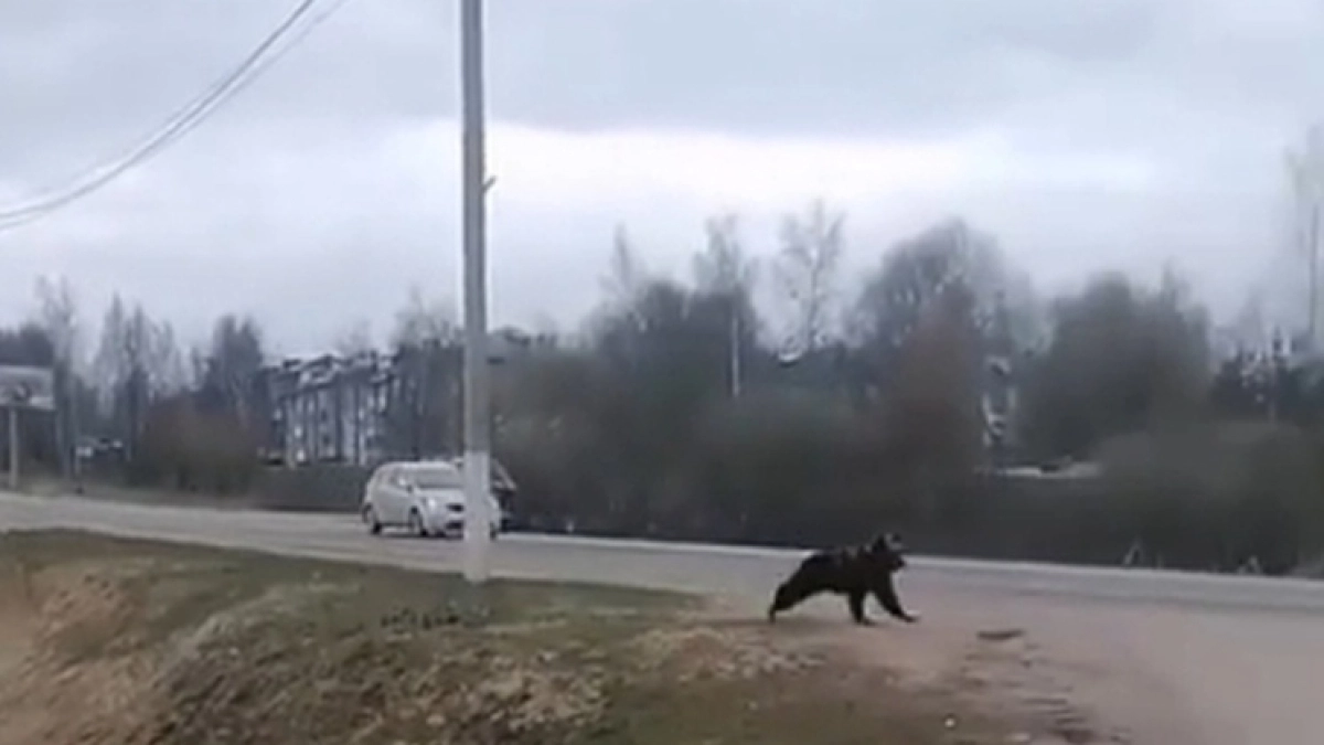 На трассе в Подмосковье на проезжую часть выбежал медведь