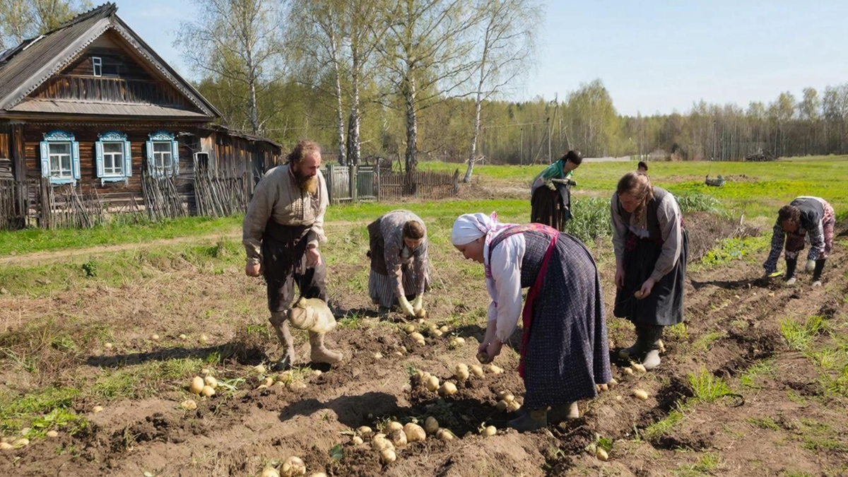 За 7 дней до посадки картошки: опрыскиваем клубни 3 раза — собираем по 5 ведер с куста