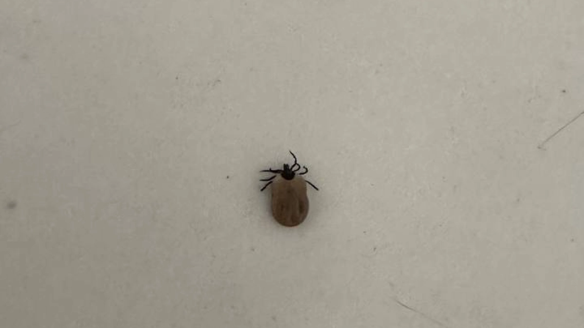 Клещей на участке больше нет: 1 обработка в конце апреля – и можно ходить босиком по саду