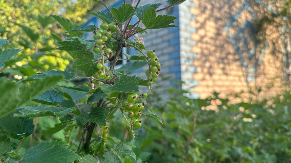 Скачки температур и аномальные холода: чего россиянам ждать от мая 2026 года