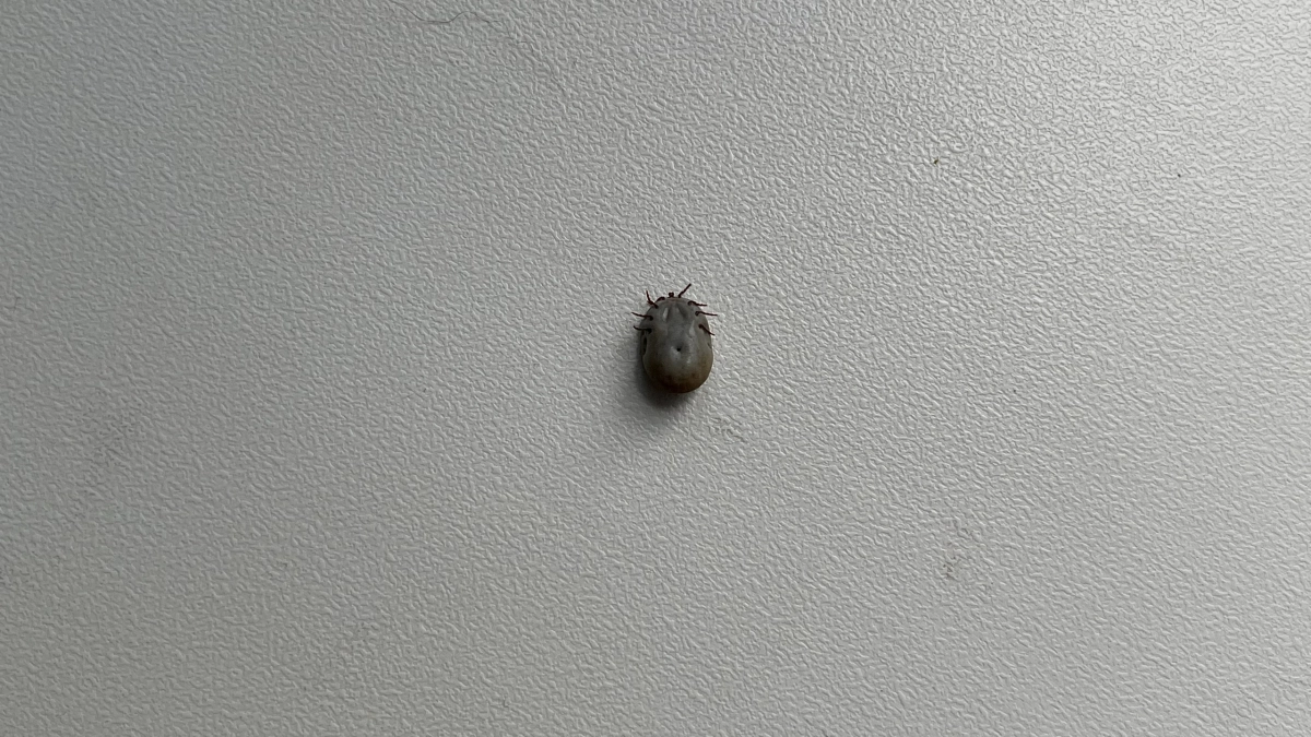 В Верее 21 апреля обработают от клещей парки, скверы и территорию у Дворца культуры