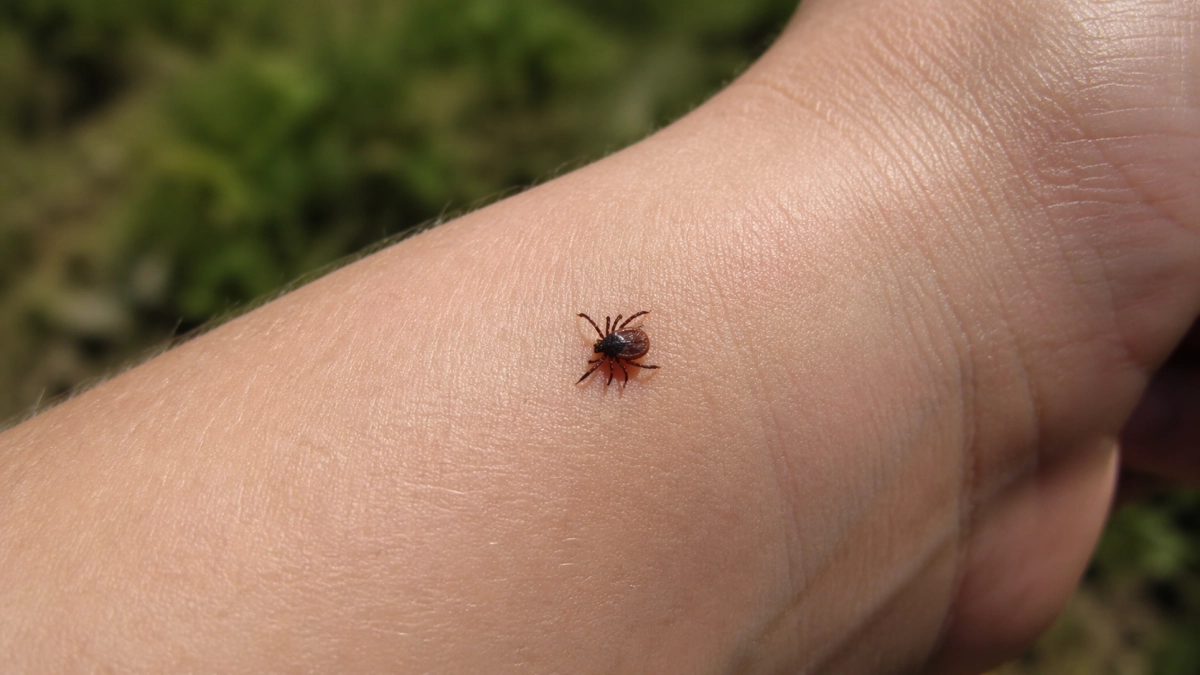 Весной - 2 капли на одежду для защиты от клещей: защищают круглые сутки, безопасны для детей