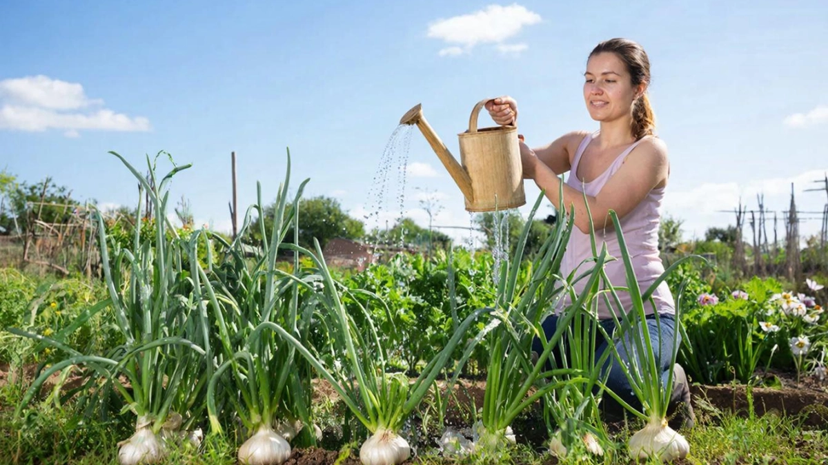 Чеснок вырастет с кулак: главная весенняя подкормка — залог богатого урожая