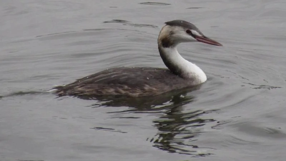Редкая птица чомга, выбранная символом 2026 года, обосновалась на водоёмах Наро-Фоминского округа