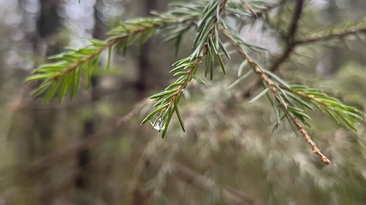 Погода в Московской области и Наро-Фоминске 26 апреля 2026 испортится: вероятность дождей достигнет 93%