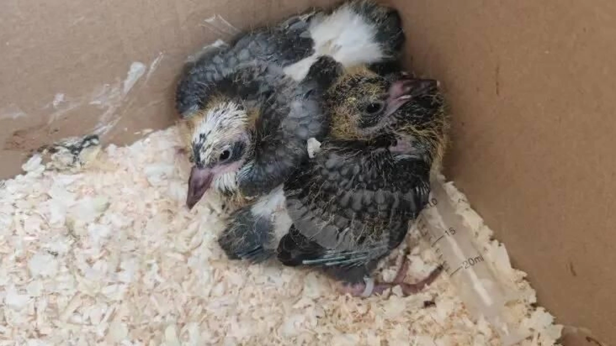 Ветеринары в Подмосковье спасли и выходили птенцов дрозда