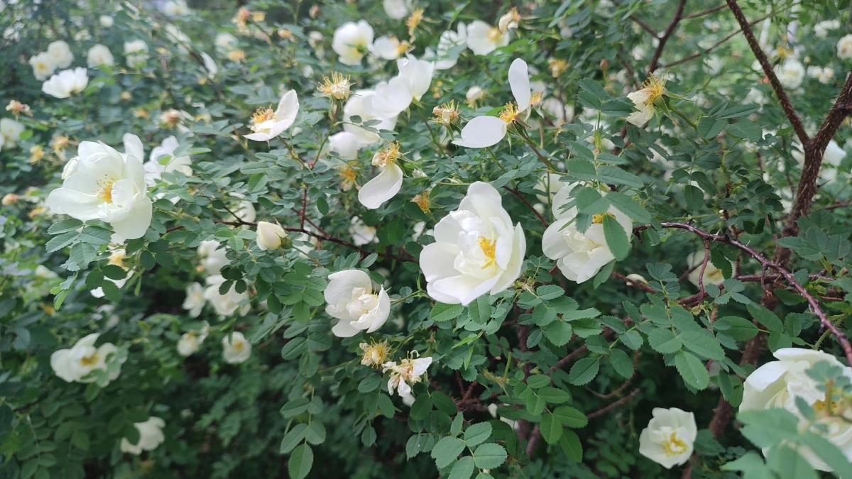 Погода на майские праздники в Подмосковье: прогноз Гидрометцентра