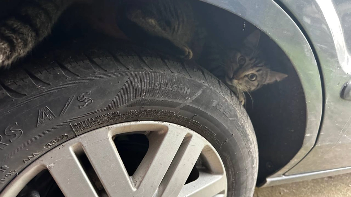 Жаль, раньше не знал об этом: зачем водители со стажем кладут мел на шины перед балансировкой