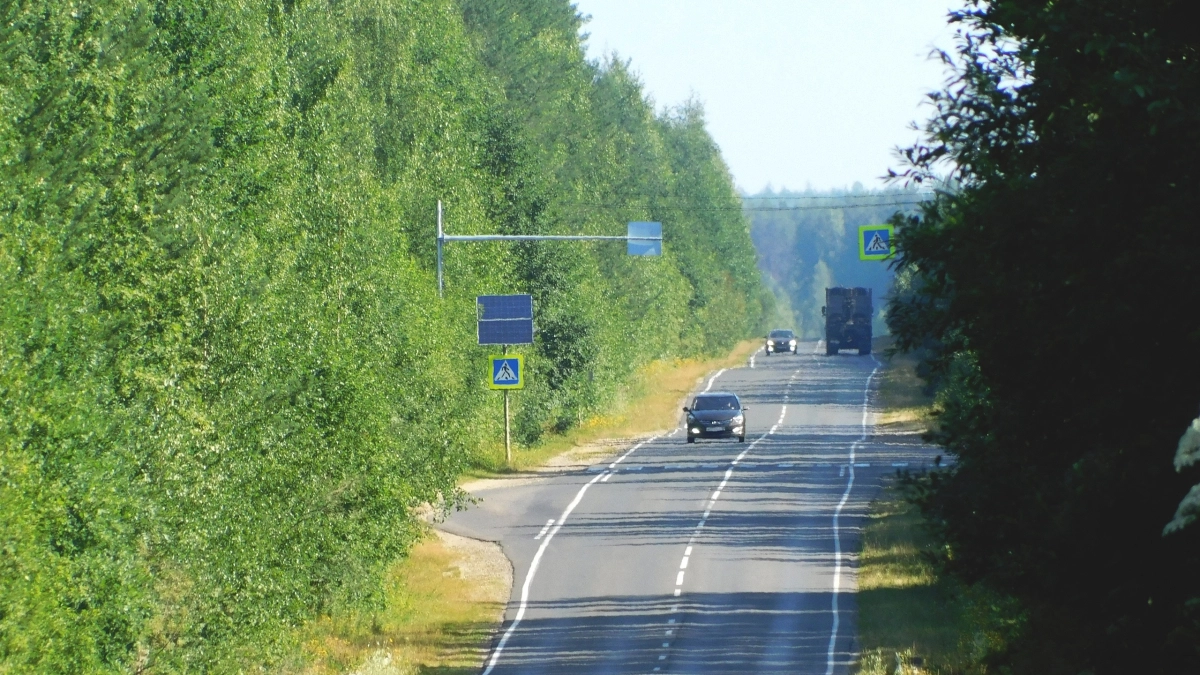 Косули на дорогах: предупреждение для водителей Московской области