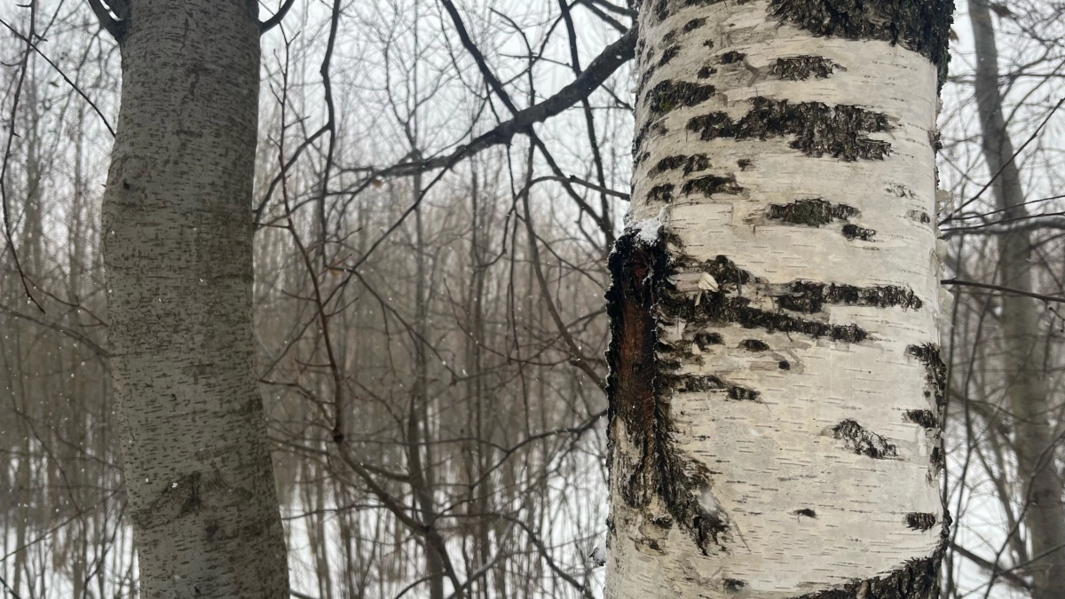 В Московской области из-за снегопада дерево рухнуло на девушку