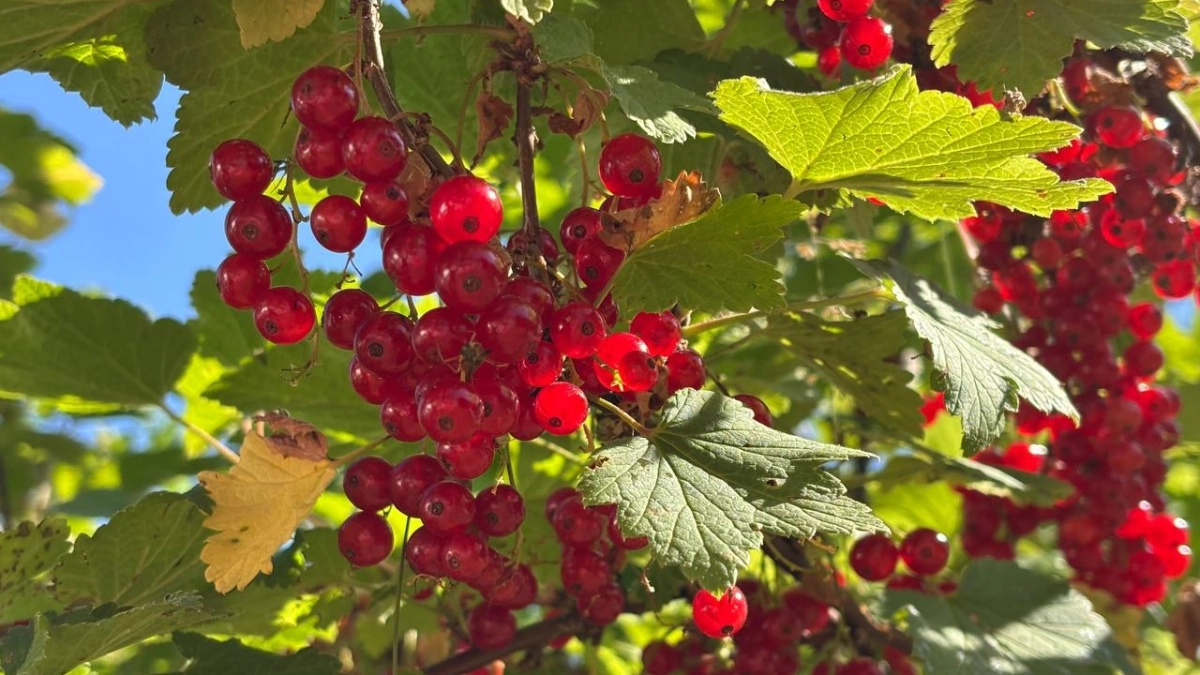Производство ягод в Московской области достигло 2 250 тонн