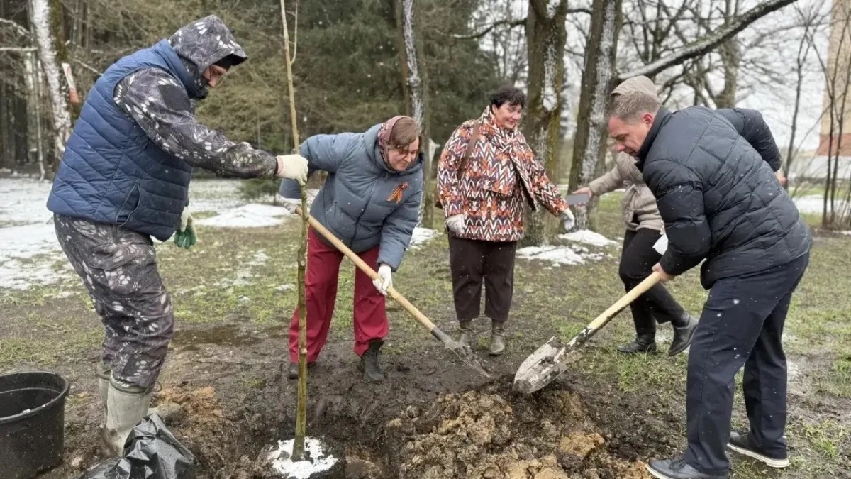 В парке “Мечта” Наро-Фоминского округа появилась новая липовая аллея