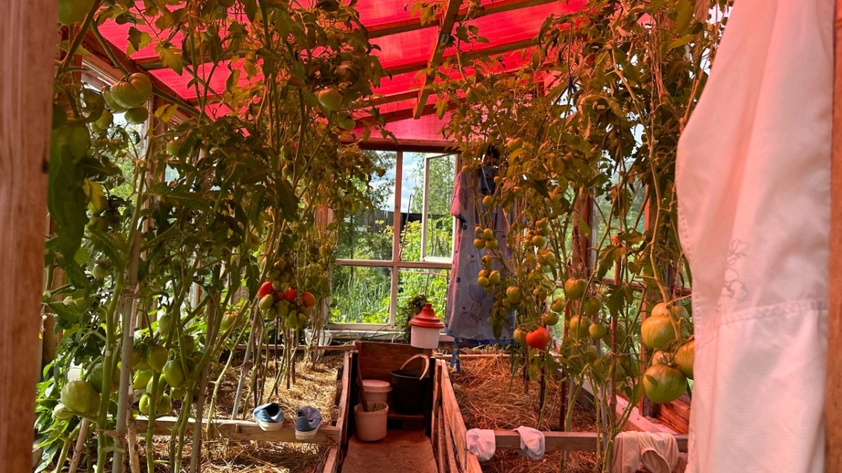 Садоводам Подмосковья подсказали, как уберечь теплицы от заразы без химии