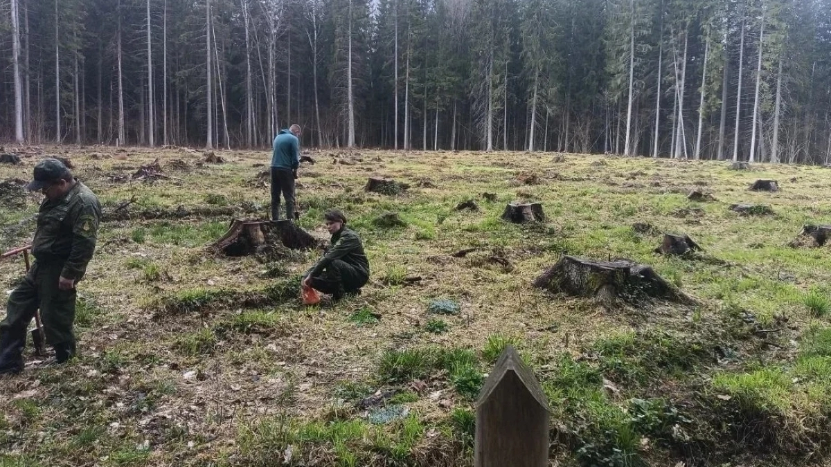 В Наро-Фоминском городском округе высадили 1700 юных елей взамен погибших деревьев