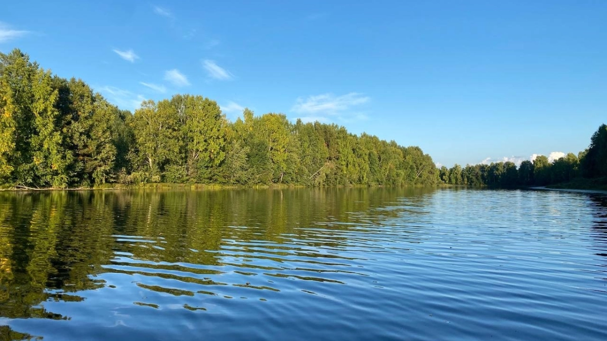 Учёные подсчитают краснокнижных ремезов в Московской области