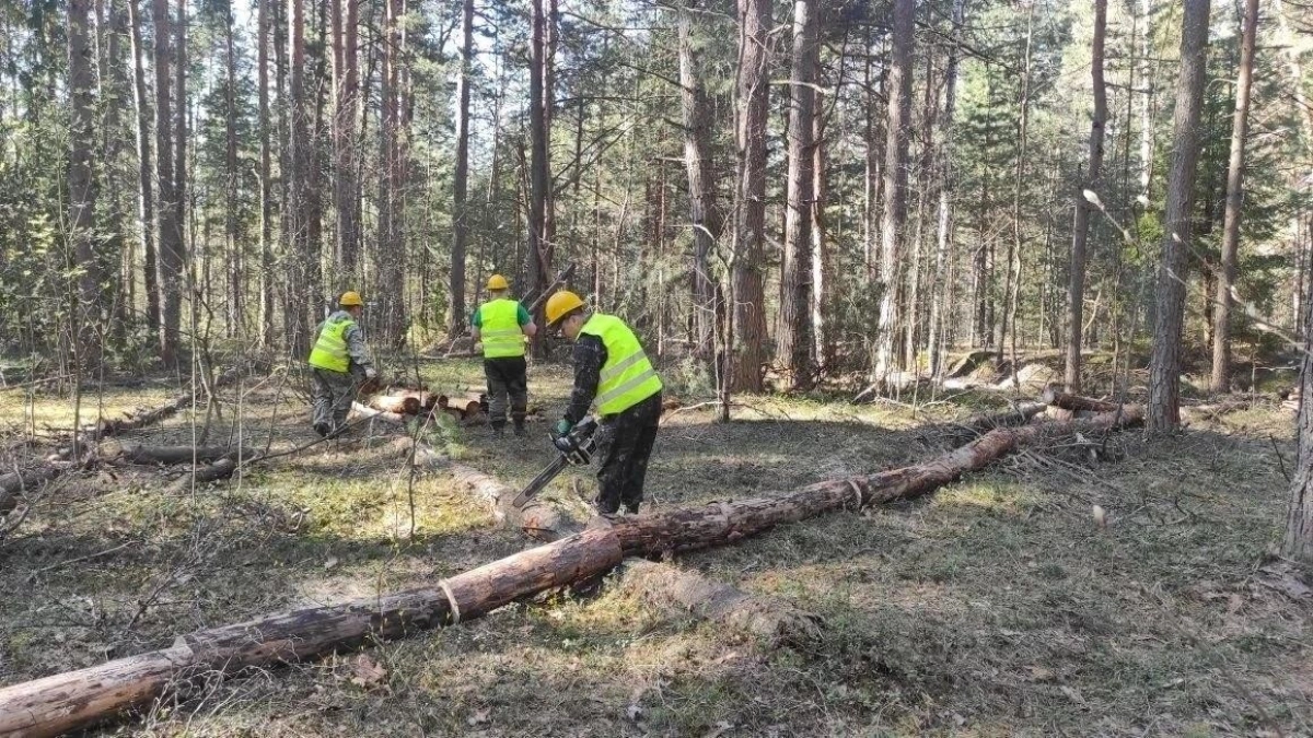 В лесах Московской области продолжают расчищать опасные завалы из сухих деревьев