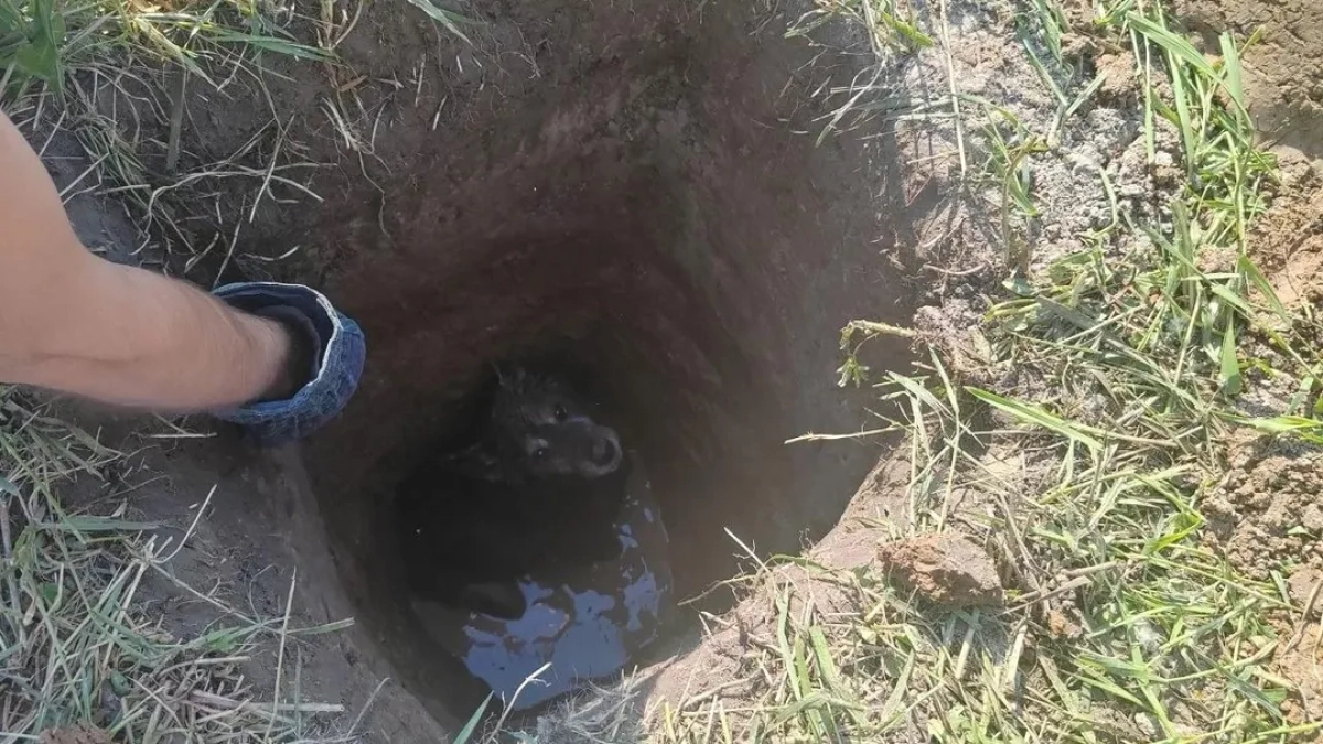 В Наро-Фоминском городском округе спасатели вызволили собаку из наполненной водой ловушки
