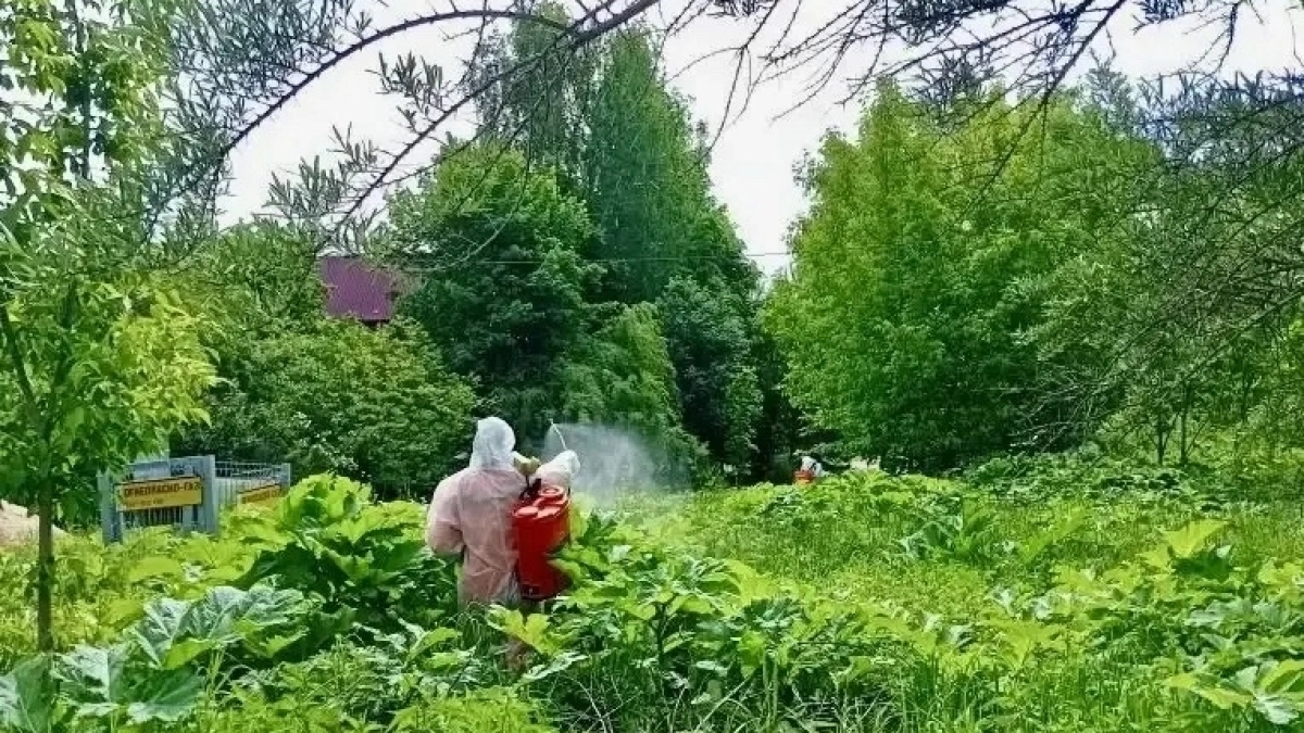 В Наро-Фоминском округе коммунальные службы активизировали уничтожение борщевика Сосновского