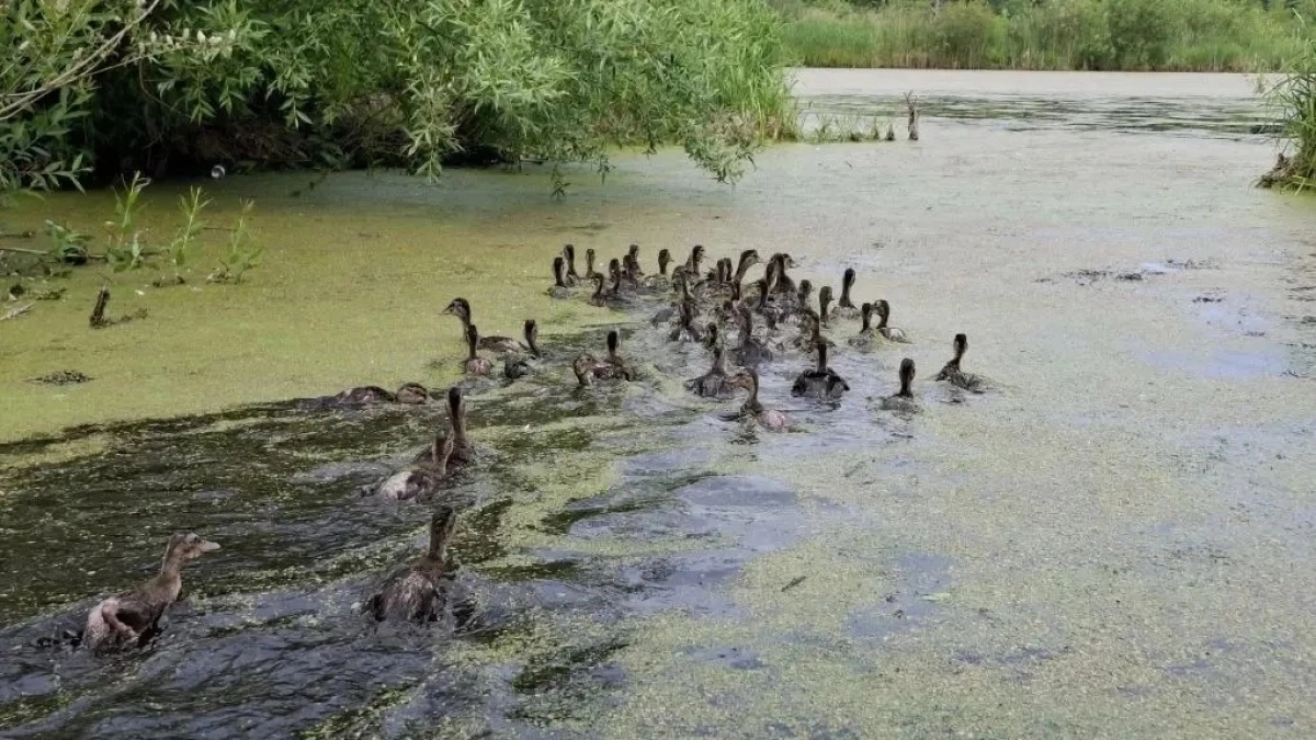 В водоемы Московской области выпустили молодых уток