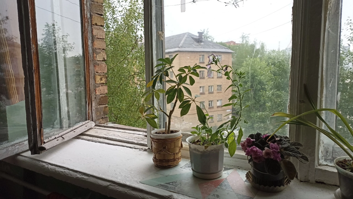  Всю жизнь открывали окна неправильно: мастер по ремонту объяснил, как избежать плесени