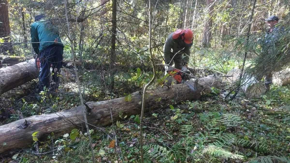 Под Наро-Фоминском привели в порядок свыше 2 гектаров лесного массива