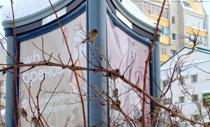 После мощного снегопада в Подмосковье ударят морозы до -15 градусов: прогноз погоды на 21 февраля