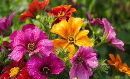 Посадите эти 3 многолетника у крыльца — аромат и польза длится весь сезон: воткнул и забыл