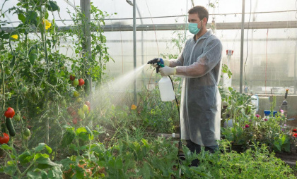 Лучший способ дезинфекции теплицы перед началом сезона: два простых ингредиента заменят дорогие магазинные средства