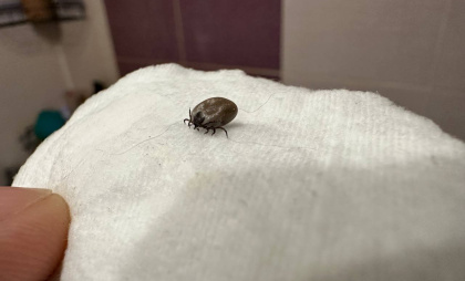 Сажаю 1 цветок на участке — и клещам вход намертво закрыт: создается защита покрепче щита