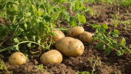 15 мл в ведро — опрыскиваем картофель перед посадкой: колорадского жука как не бывало
