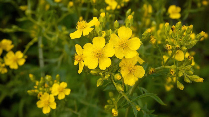 Сажаю 1 цветок на участке — и клещам вход намертво закрыт: защита покрепче забора