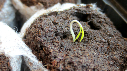 Сладкие перчики крепнут от такой подкормки — 1 рецепт насытит калием и фосфором